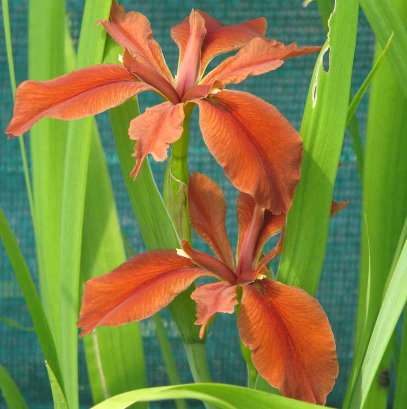 Iris Fulva Copper Iris